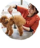 シャンプー・カット